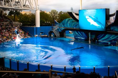 Orlando, Florida. December 30, 2019. Killer whale jumping in Orca Encounter Show at Seaworld (231).