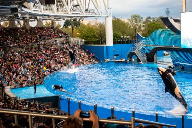 Orlando, Florida. December 30, 2019. Killer whale jumping in Orca Encounter Show at Seaworld (244).