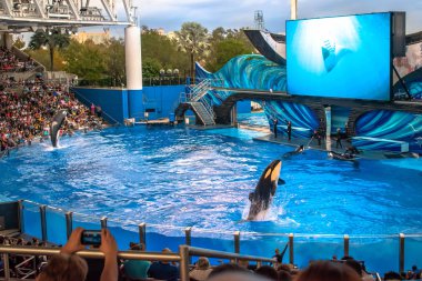 Orlando, Florida. December 30, 2019. Killer whale jumping in Orca Encounter Show at Seaworld (242).