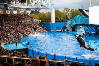 Orlando, Florida. December 30, 2019. Killer whale jumping in Orca Encounter Show at Seaworld (245)