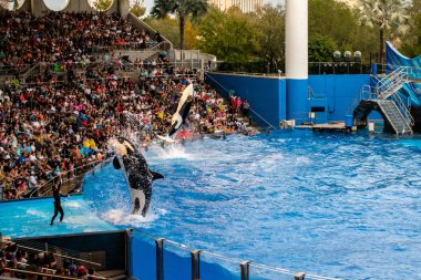 Orlando, Florida. December 30, 2019. Killer whale jumping in Orca Encounter Show at Seaworld (247).