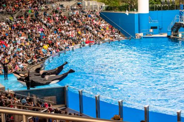 Orlando, Florida. December 30, 2019. Killer whale posing in Orca Encounter Show at Seaworld (234)