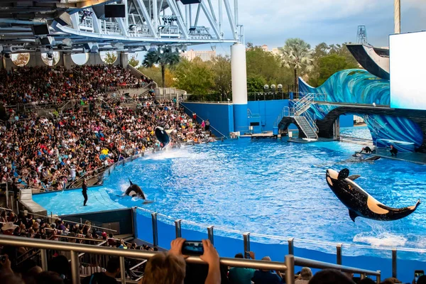 Orlando Florida December 2019 Killer Whale Jumping Orca Encounter Show — Stock Photo, Image