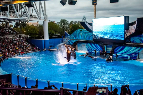 Orlando Florida December 2019 Killer Whale Jumping Orca Encounter Show — Stock Photo, Image