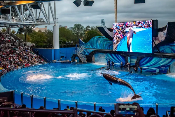 Orlando Florida December 2019 Killer Whale Jumping Orca Encounter Show — Stock Photo, Image