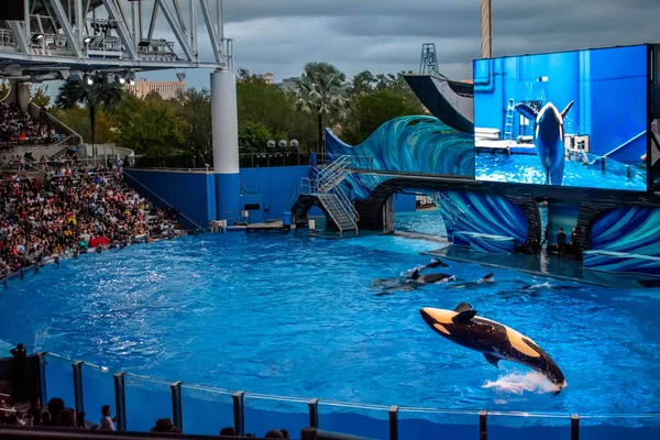 Orlando Florida December 2019 Killer Whale Jumping Orca Encounter Show — Stock Photo, Image