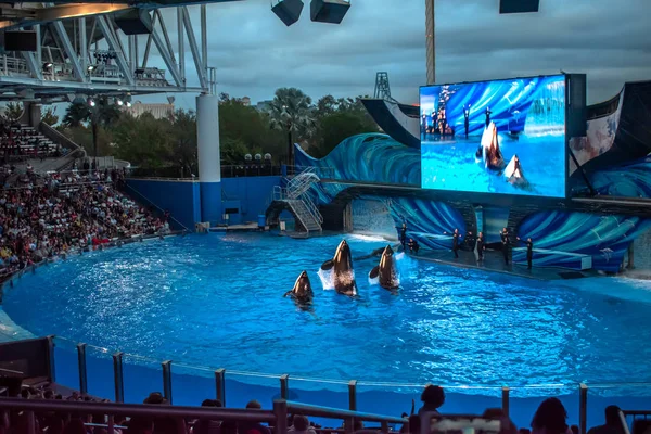 Orlando Florida December 2019 Killer Whales Jumping Orca Encounter Show — Stock Photo, Image