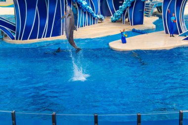 Orlando, Florida. 15 Şubat 2020. Seaworld 'deki Yunus Gününde Yunus Atlama (6