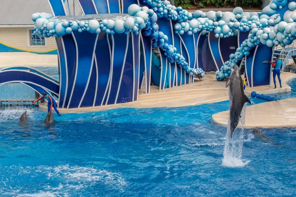 Orlando Florida Febrero 2020 Delfines Saltando Dolphin Days Show Seaworld — Foto de Stock