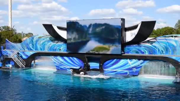 フロリダ州オーランド 2020年2月28日 キラークジラはシーワールドでオーカの出会いでスライド Seaworld — ストック動画
