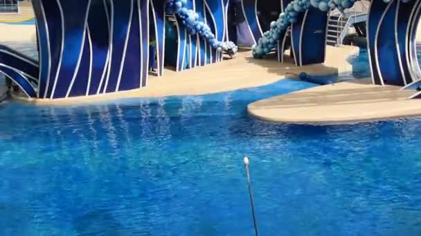 Orlando Florida Februar 2020 Spektakulärer Sprung Von Delfinen Bei Seaworld — Stockvideo