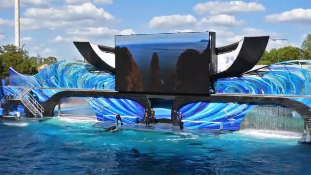 Orlando Florida Febrero 2020 Ballena Asesina Saltando Encuentro Orca Seaworld — Vídeo de stock