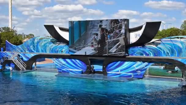 Orlando, Florida. 28. února2020. Killer Whales jumping together in Orca Encounter at Seaworld