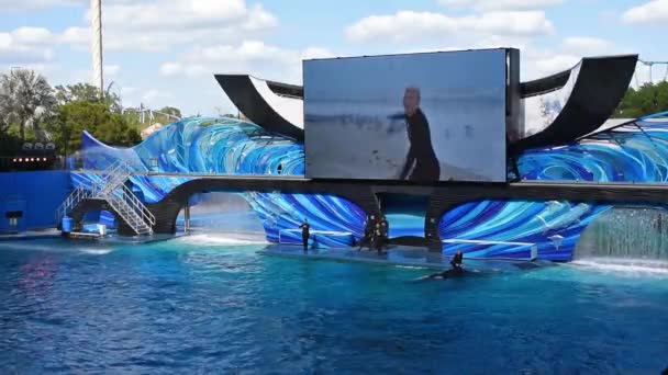 フロリダ州オーランド 2020年2月28日 キラークジラは海の世界でオルカの出会いに飛び込む — ストック動画