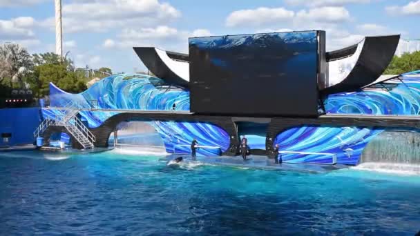 Orlando Florydzie Lutego 2020 Spektakularny Skok Wieloryba Orca Encounter Seaworld — Wideo stockowe