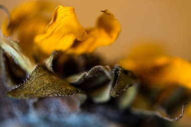 Solan ayçiçeğini kapat