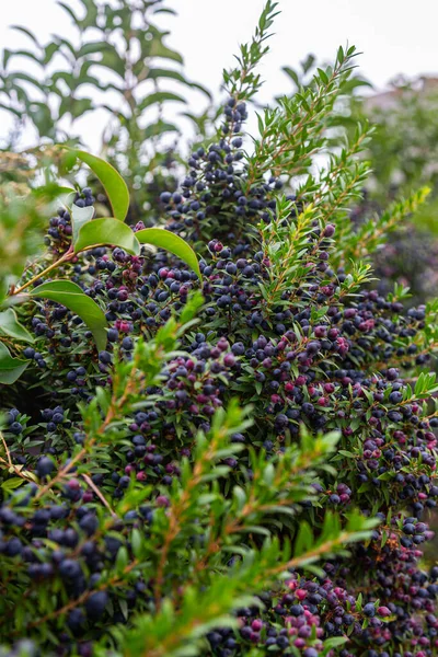 Tufiș Verde Multe Fructe Padure Albastru Negru Orașul Savona — Fotografie, imagine de stoc