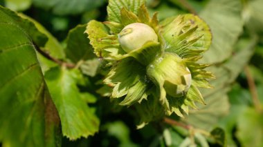 Yaz yeşili renkler, fındık rengi.