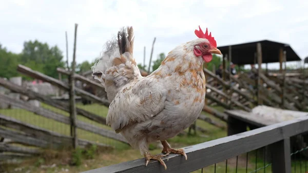 Haan Met Bruine Witte Kleuren — Stockfoto