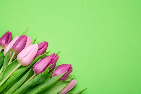 繊細なチューリップの花 — ストック写真