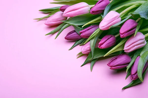 ピンクの春チューリップの花 — ストック写真