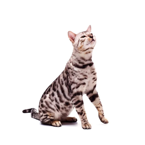 Beautiful young Bengali cat on a white background — Stock Photo, Image