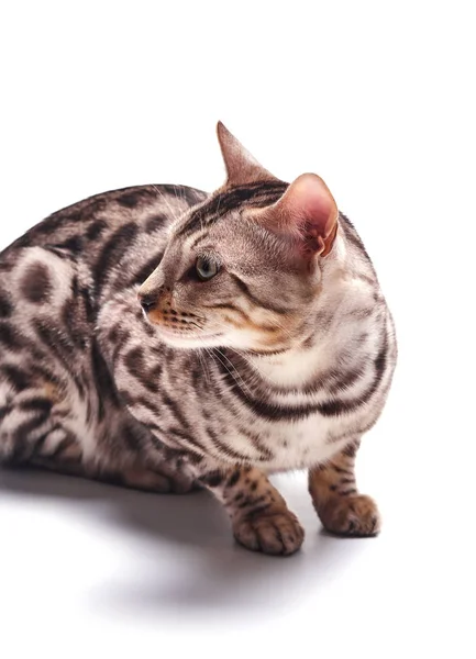 白い背景に美しい若いベンガル猫 — ストック写真