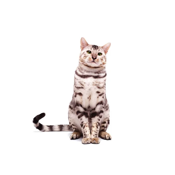 白い背景に美しい若いベンガル猫 — ストック写真