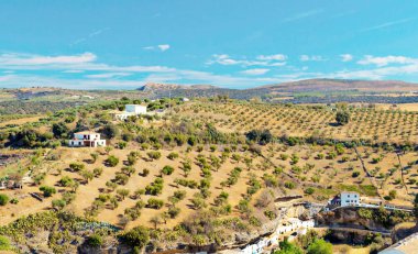 Olive grove Endülüs dağlarda