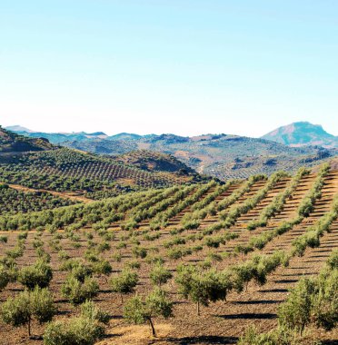 Olive grove Endülüs dağlarda