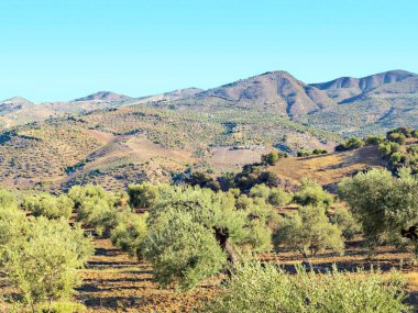 Olive grove Endülüs dağlarda