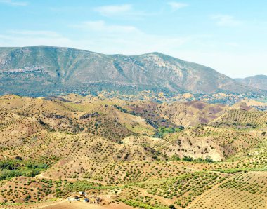 Olive grove Endülüs dağlarda