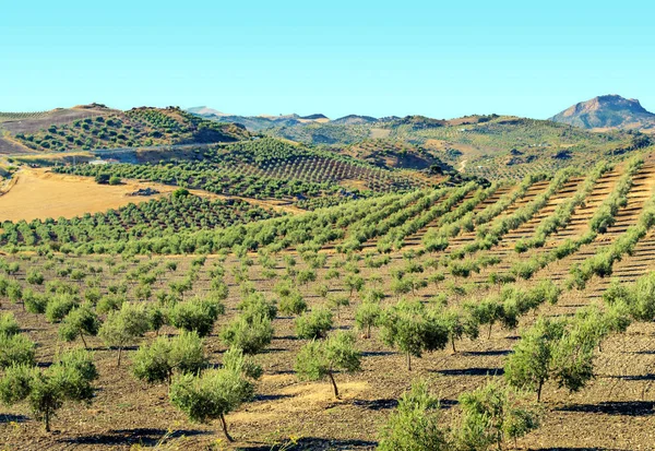 Olive grove w górach Andaluzji — Zdjęcie stockowe