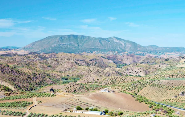 stock image Olive grove in the mountains of Andalusia