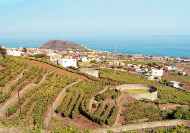 Vineyards on the island of Tenerife clipart