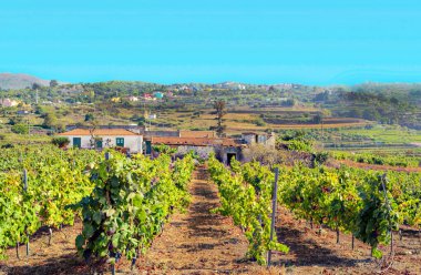 Vineyards on the island of Tenerife clipart