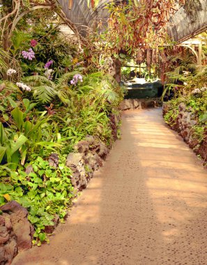 Orkide Tenerife papağan park