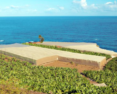 Muz ağaçları ile denizin Tenerife Adası