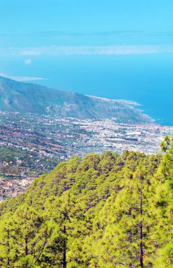 Tenerife adasındaki çam ve dağlar