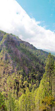 Tenerife adasındaki çam ve dağlar