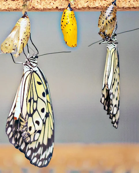 Motýli Obklopené Rozostřeného Pozadí — Stock fotografie