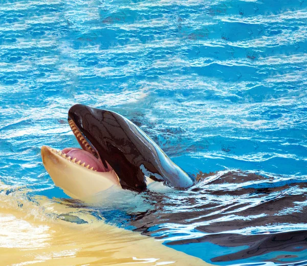 Orcas Wodzie Park Teneryfy — Zdjęcie stockowe