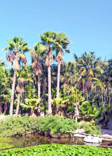 Palm Trees Puerto Cruz Tenerife — Stock Photo, Image