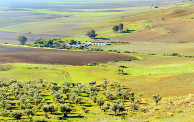 Andalusia 'da güneşli bir günde Carmona Tarlası