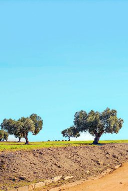 Andalusia 'da güneşli bir günde Carmona Tarlası