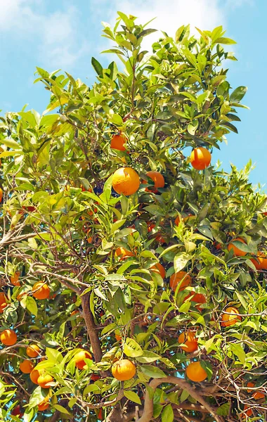 Πορτοκαλιές Φυτεμένες Στο Χωράφι Στη Νότια Ισπανία — Φωτογραφία Αρχείου