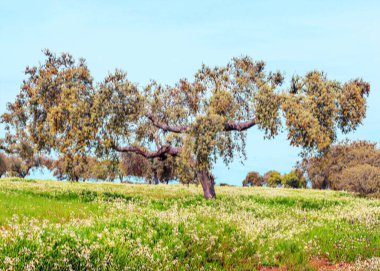 İspanya 'nın güneyinde güneşli bir günde ekstremadura tarlaları.
