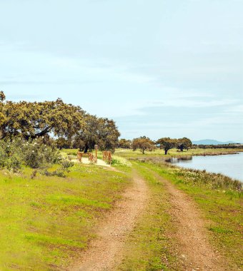 İspanya 'nın güneyinde güneşli bir günde ekstremadura tarlaları.