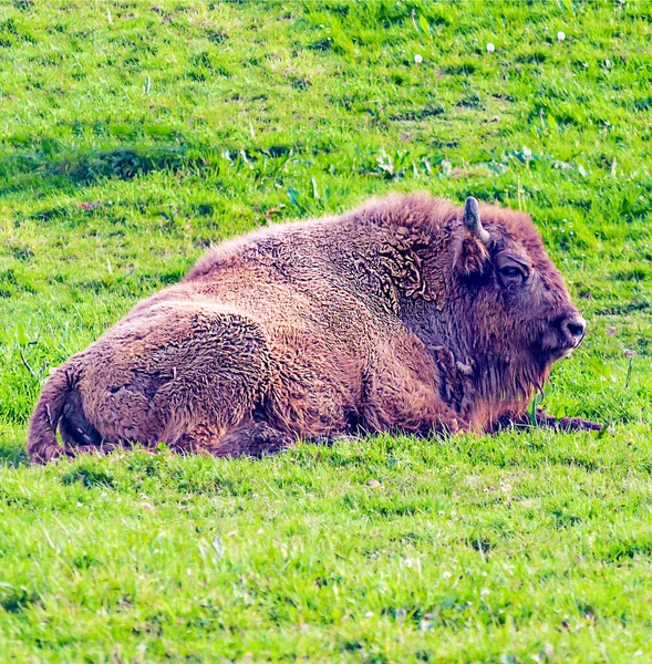 Bison Santillana Del Mar North Spain — Stock Photo, Image