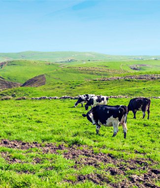 Güneşli bir günde İspanya 'nın kuzeyinde Santillana del Mar' ın çayırları